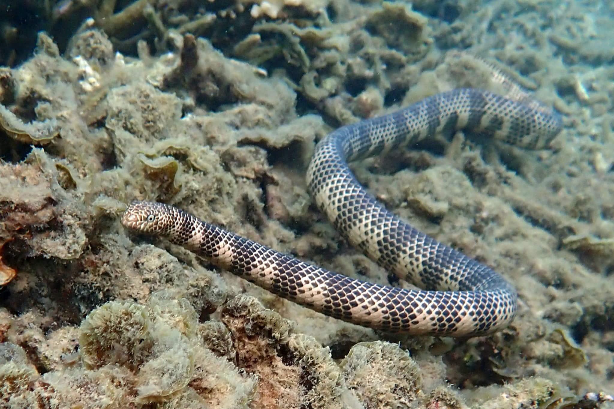 17 Surprising Facts About Dubois' Sea Snake - Facts.net