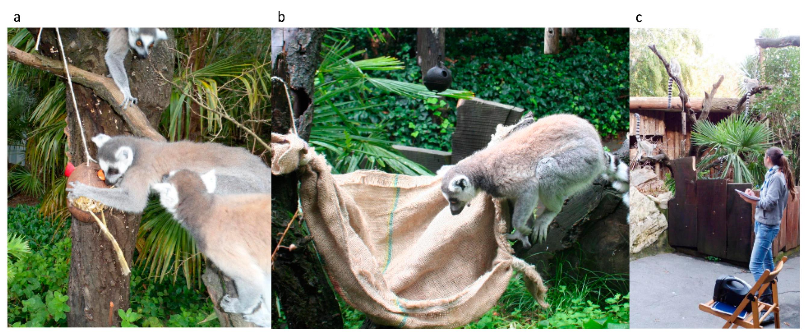 Animals | Free Full-Text | Enriching Zoo-Housed Ring-Tailed Lemurs ...