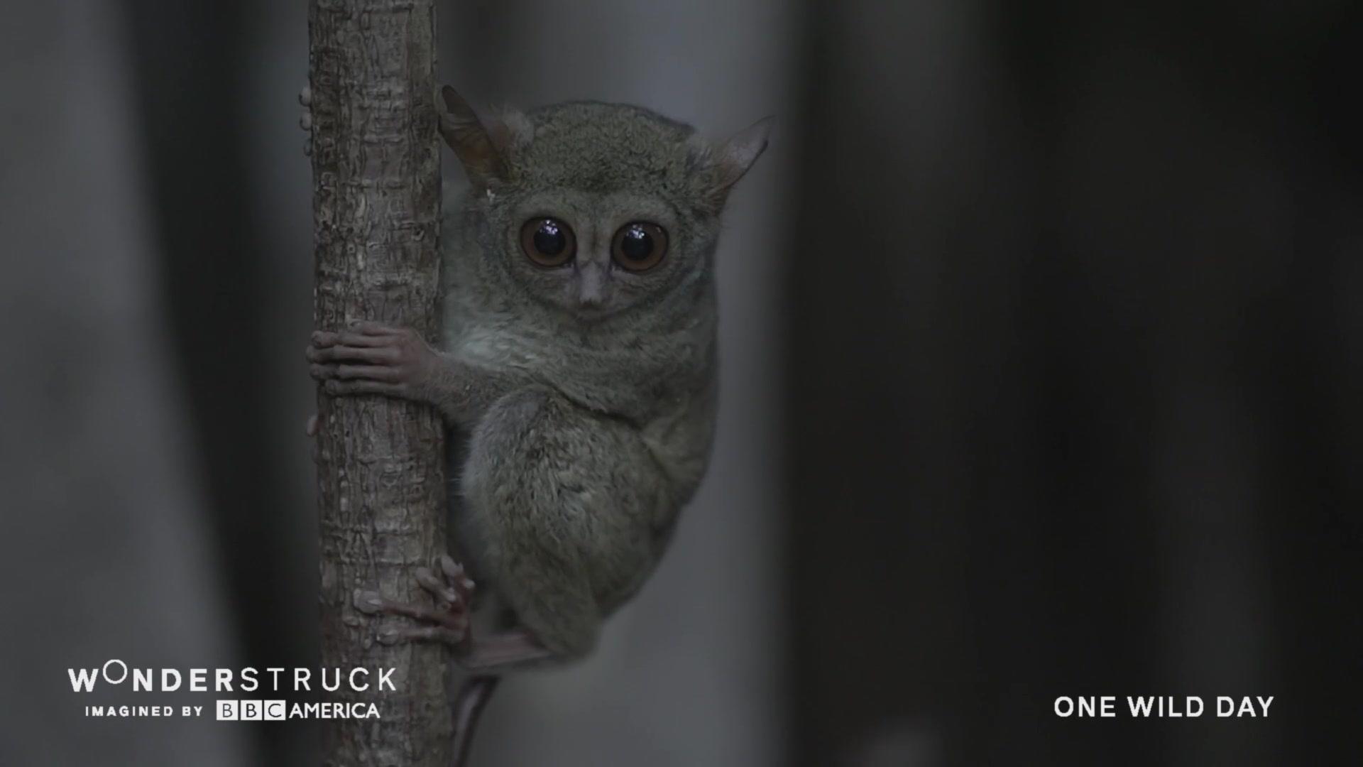 Incredible Tarsier Hunting Skills – Wonderstruck