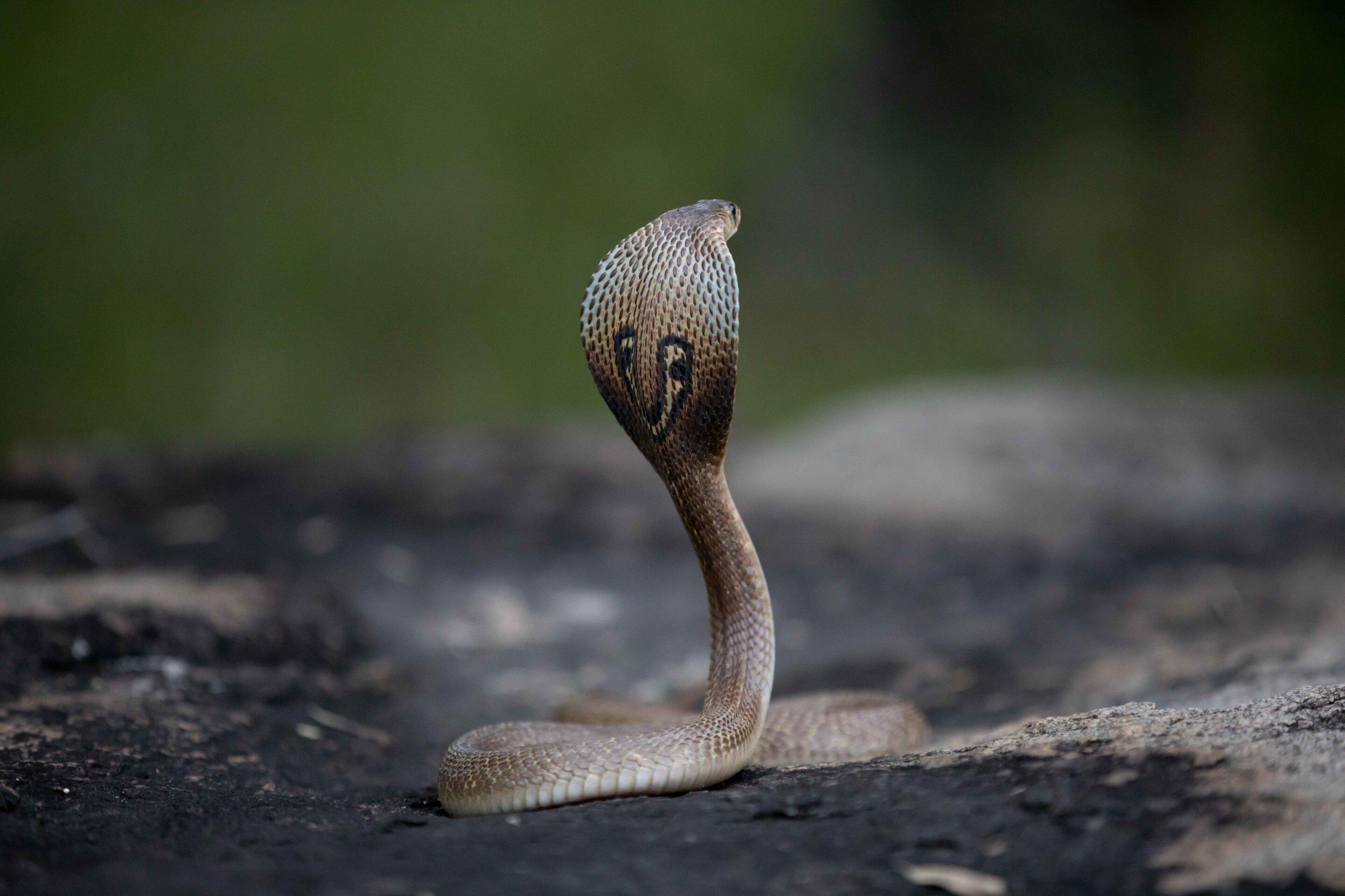 Snakes' deadly global toll and insufficient antivenom distribution