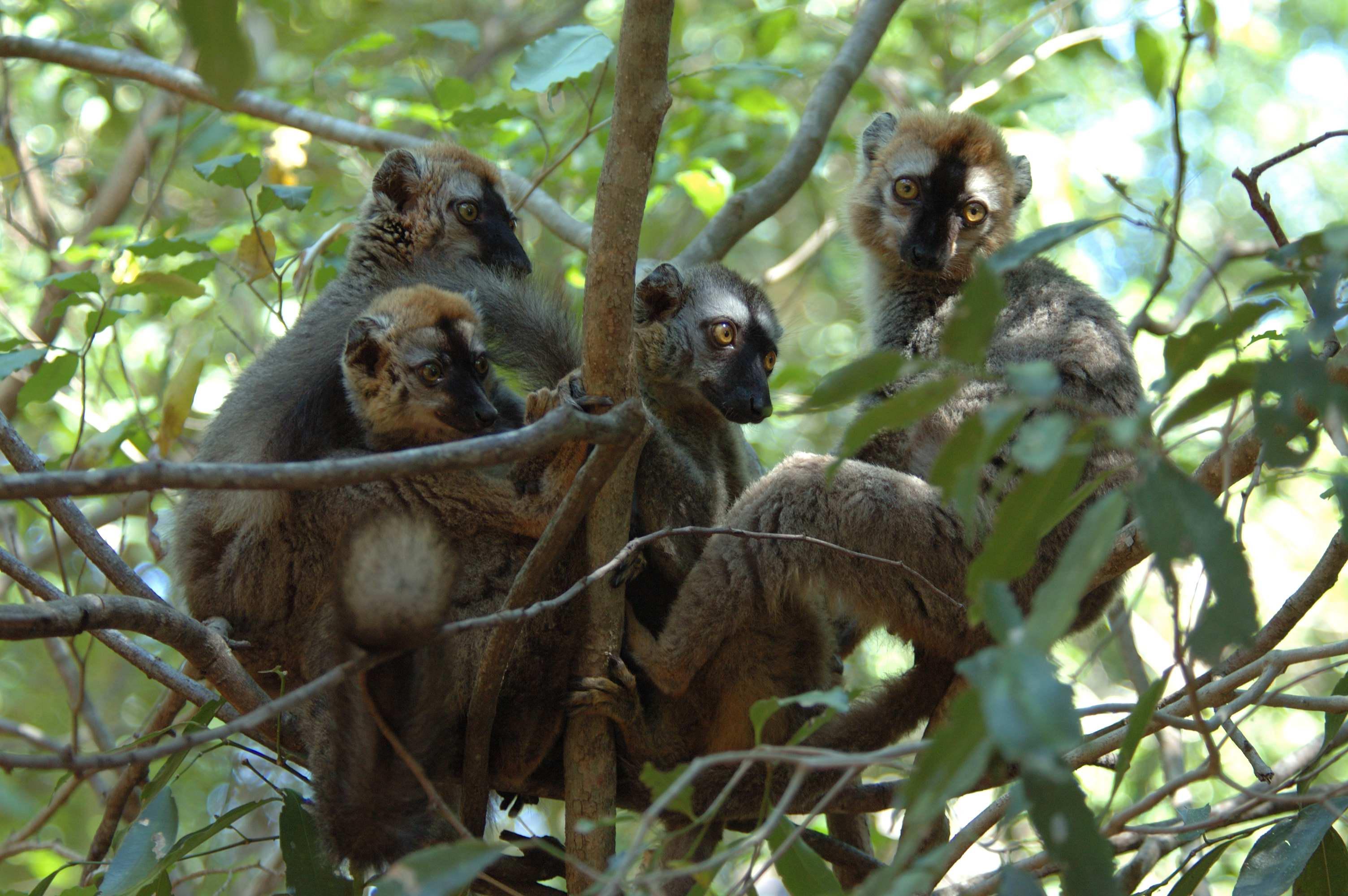 Hope for Madagascar and its lemurs - Crossroads blog | IUCN