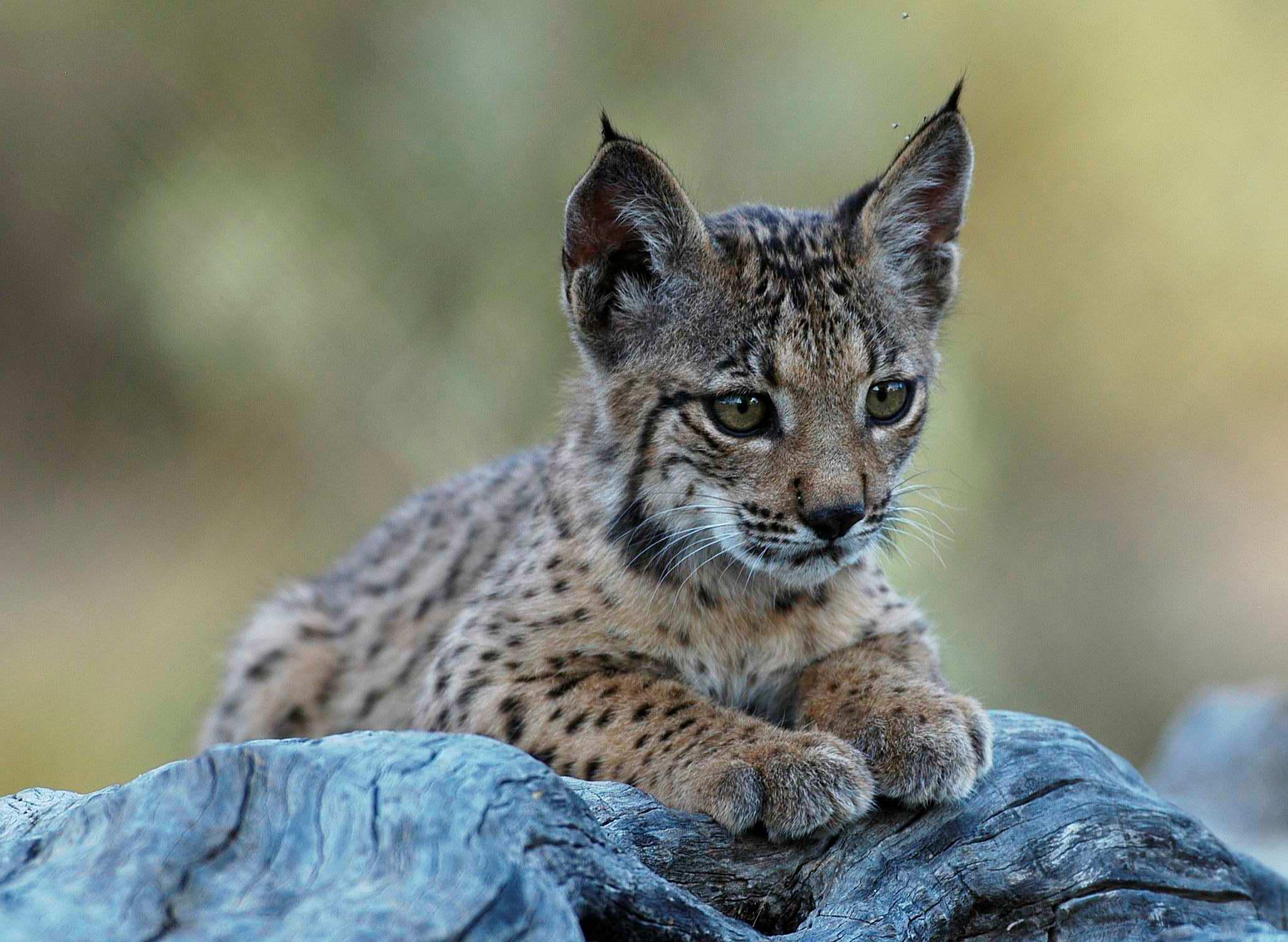 World's most endangered cat grows to over 400 individuals | WWF