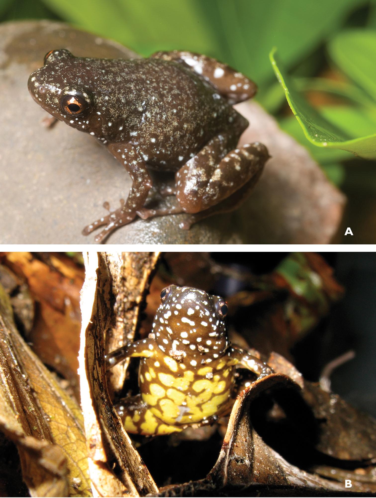 The amphibians and reptiles of Mindanao Island, southern ...