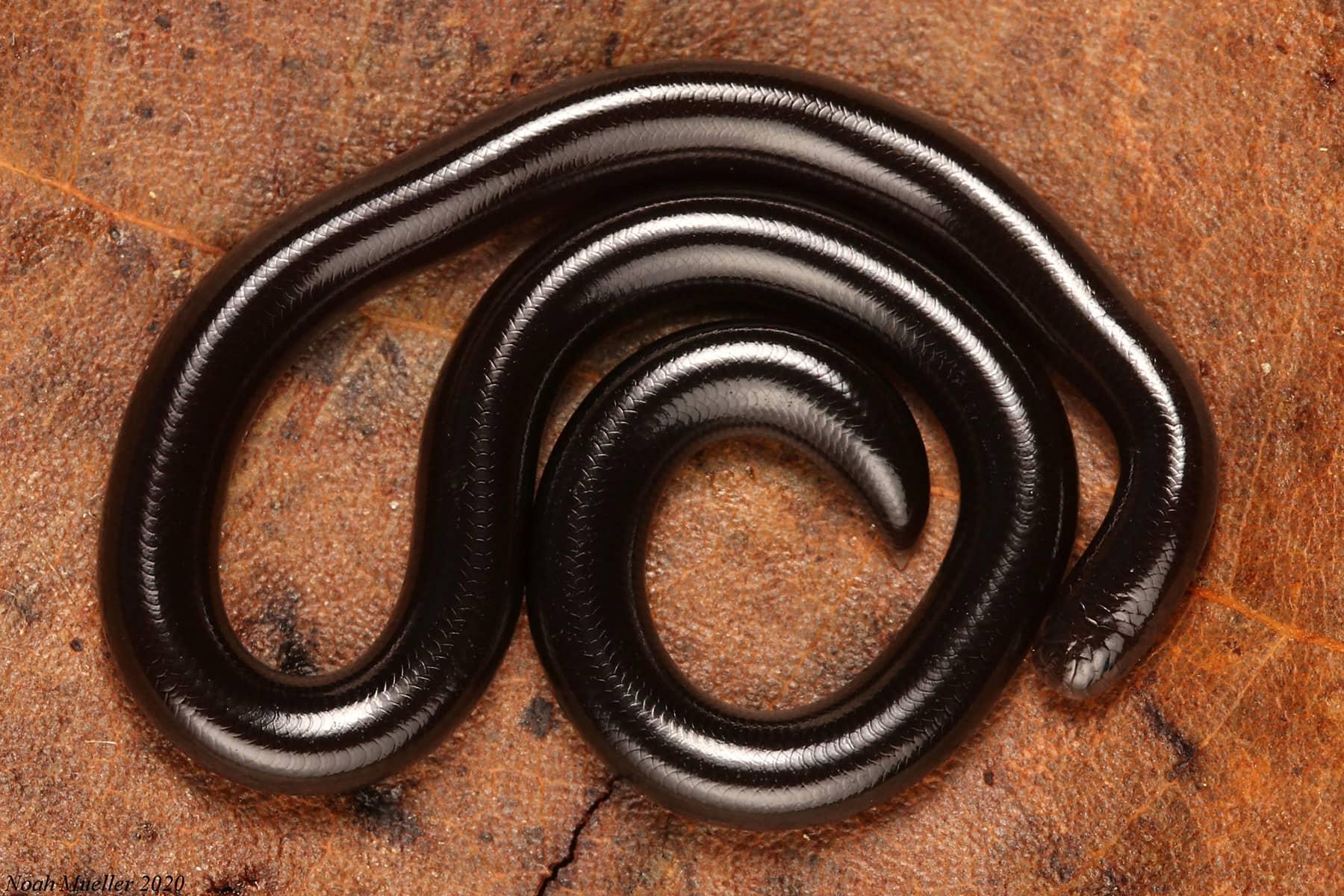 15 Astounding Facts About Bimini Blind Snake - Facts.net