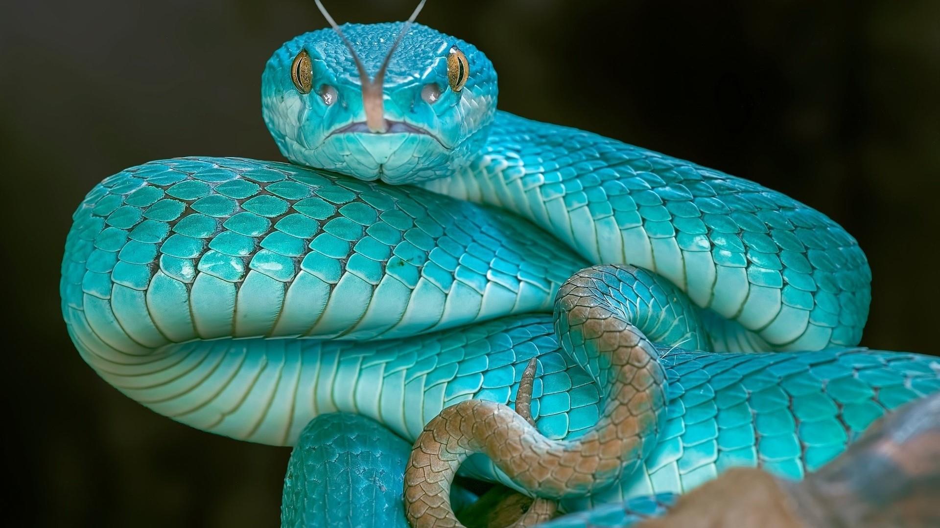 INFORMATION ABOUT SNAKE – IMAN UNIVERSE OF ANIMALS