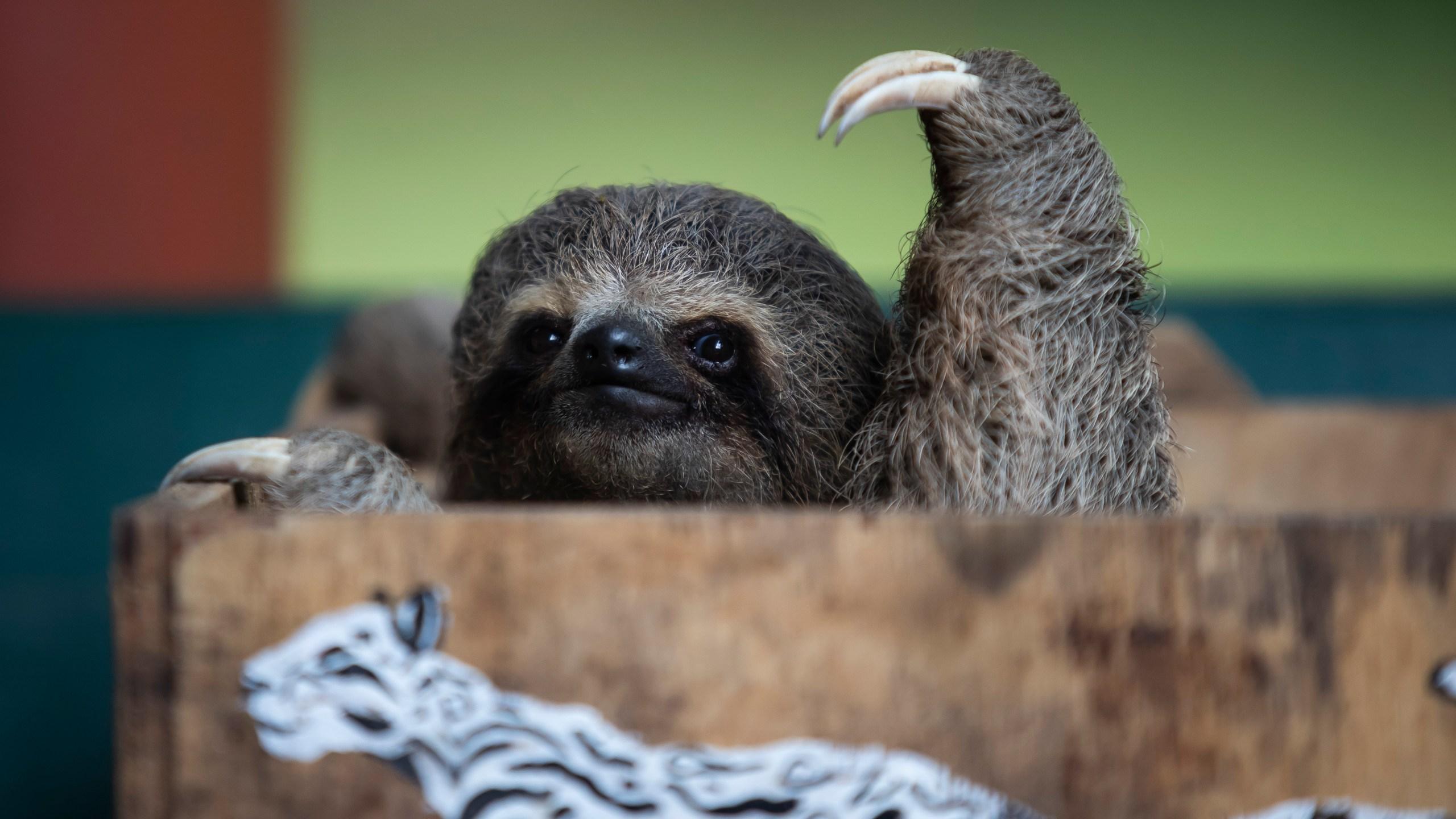 It's International Sloth Day! Here are some fun facts about sloths