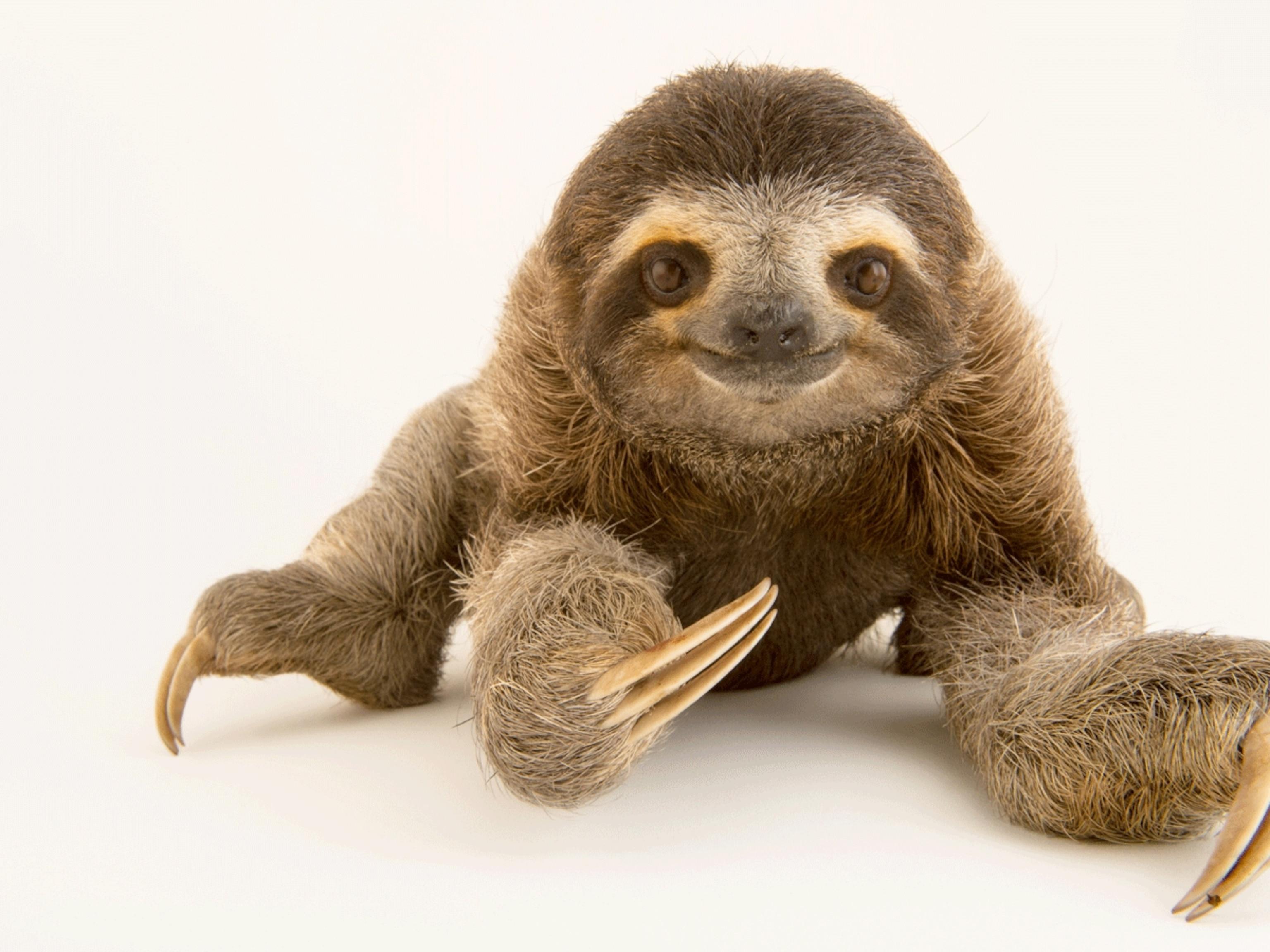 Sloth