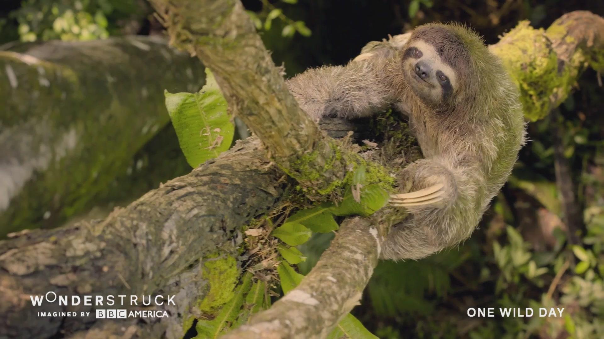 Sloth Climbs At Top Speed – Wonderstruck
