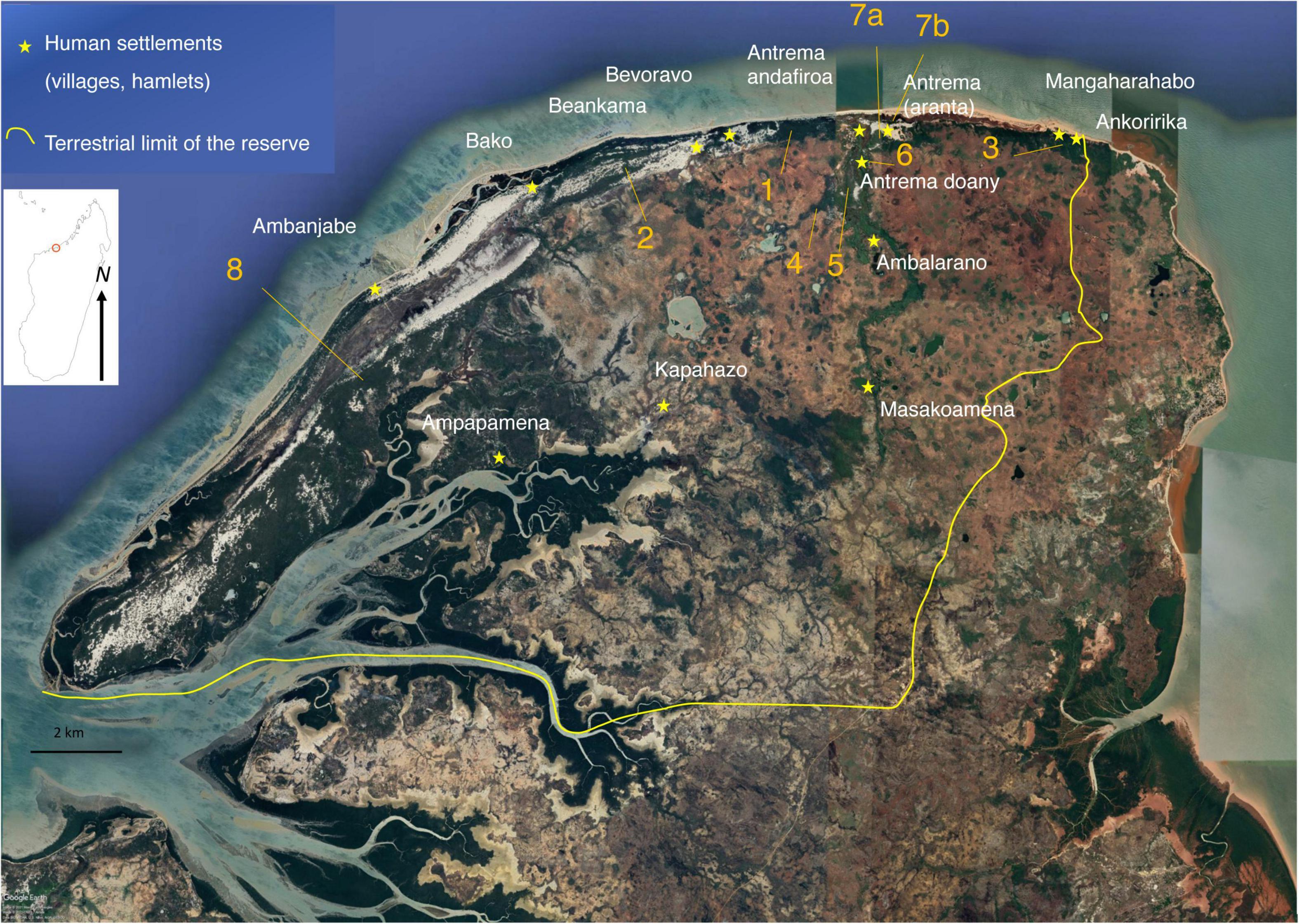Frontiers | Forest Fragments, Lemur Communities and Local ...