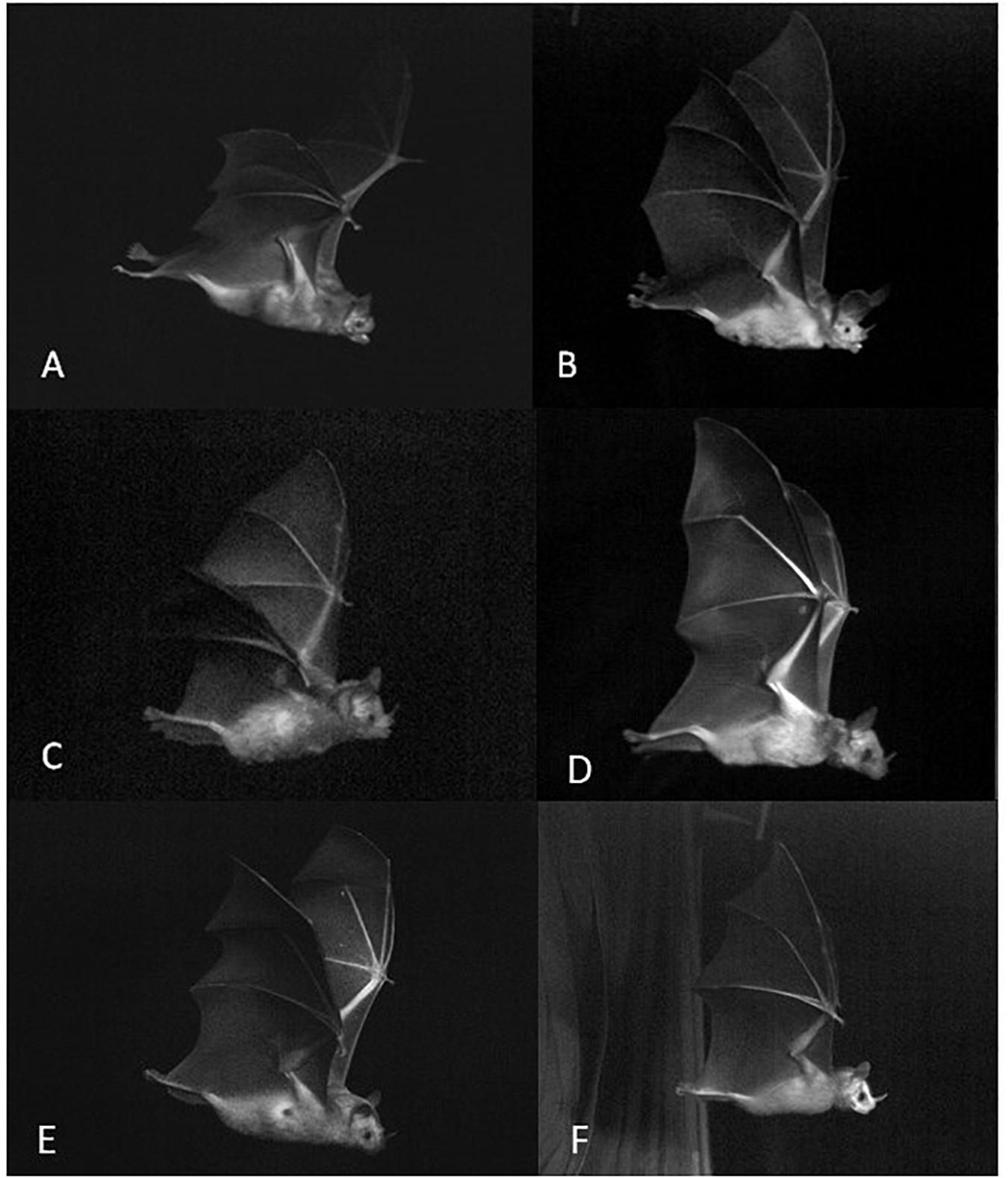 Frontiers | Phylogenetic Patterns in Mouth Posture and ...