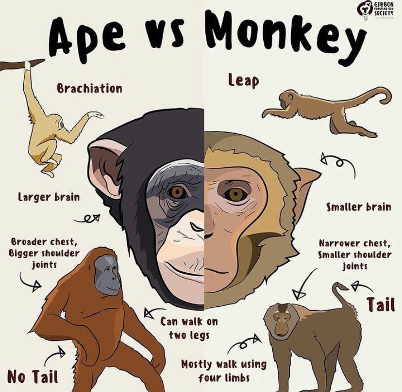<b>Ape</b> vs <b>Monkey</b> : r/coolguides