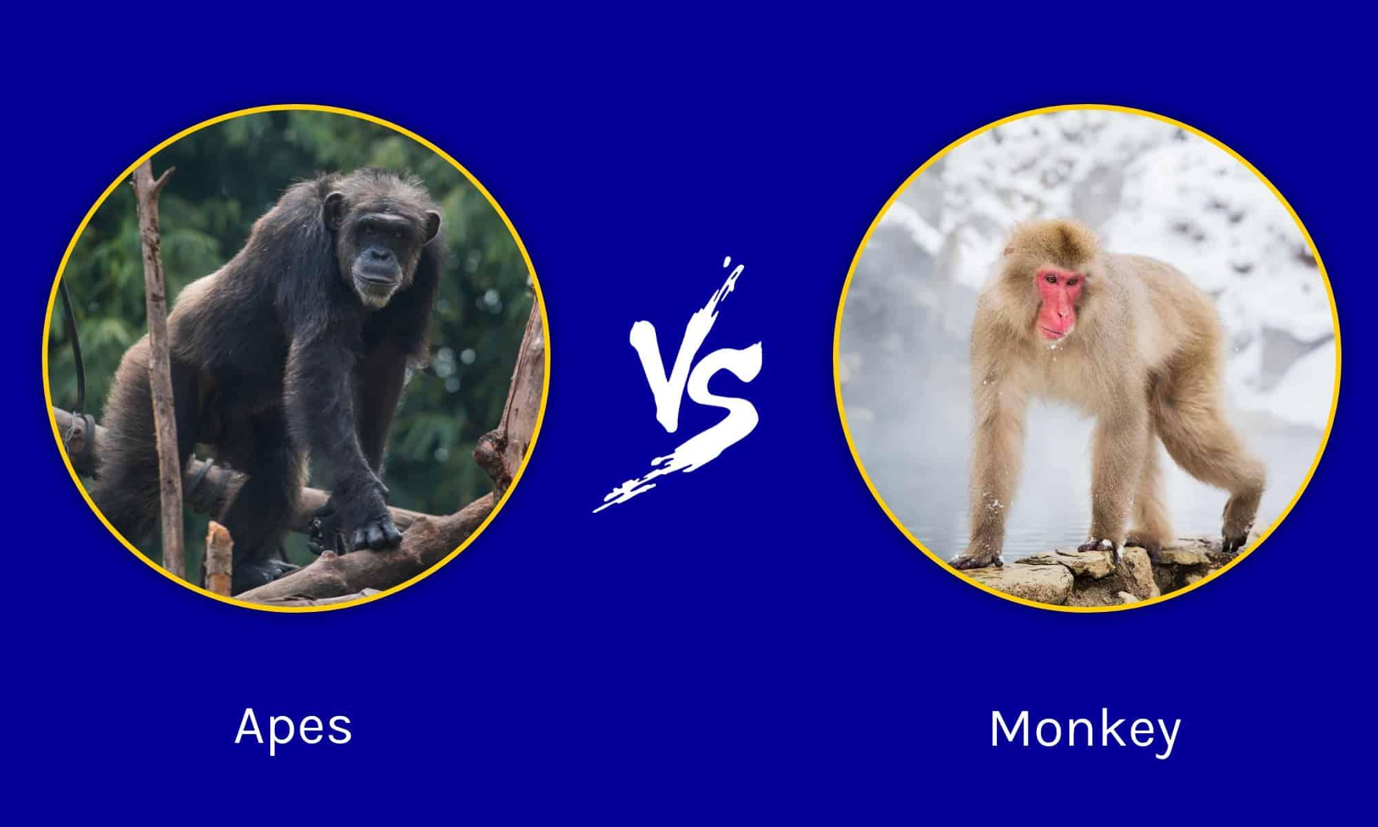 <b>Apes</b> vs <b>Monkeys</b>: Same Or <b>Different</b>? - A-Z Animals
