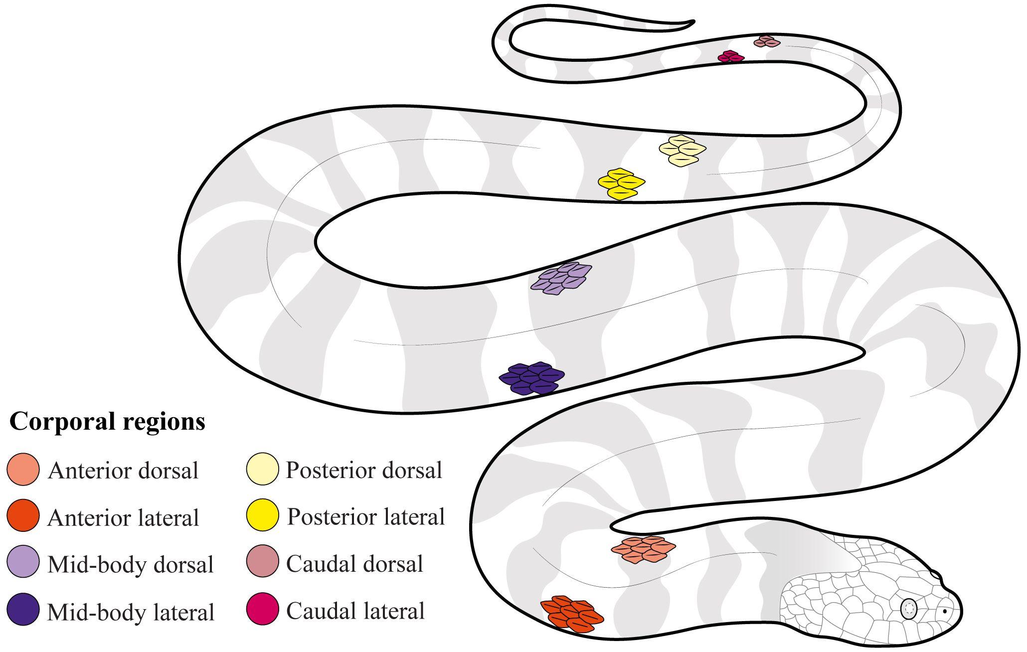 Frontiers | The mechanosensory world in aquatic <b>snakes</b>: corporal ...