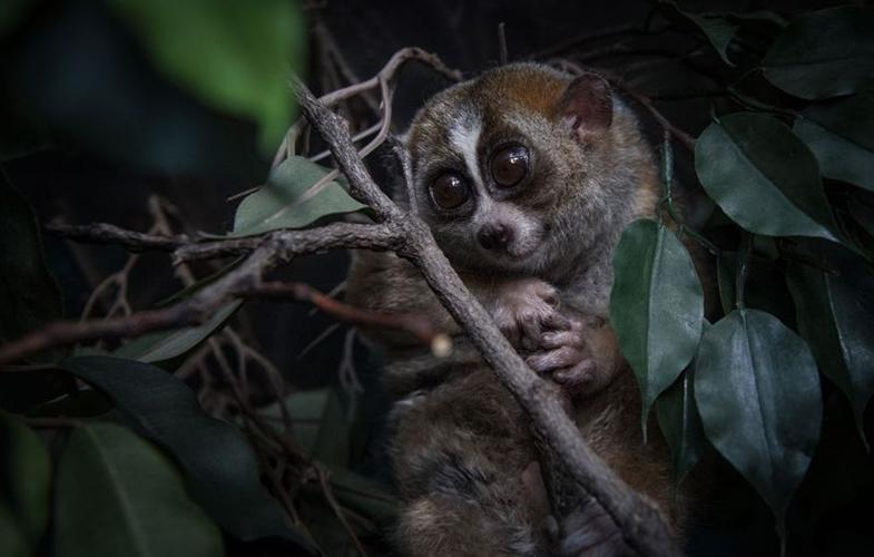 Bronx Zoo World of Darkness Ribbon Cutting, with <b>Special</b> Press ...