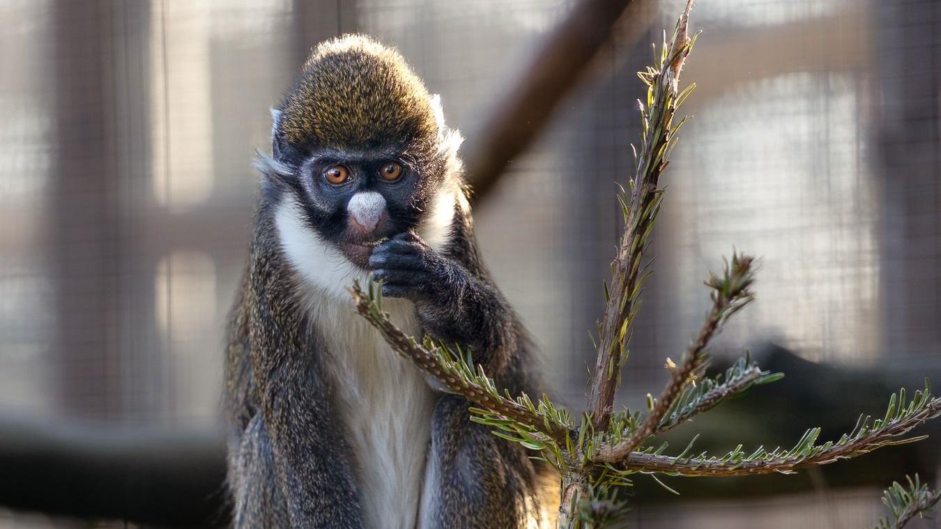<b>Old</b> Christmas trees enrich lives of Hamerton Zoo's animals
