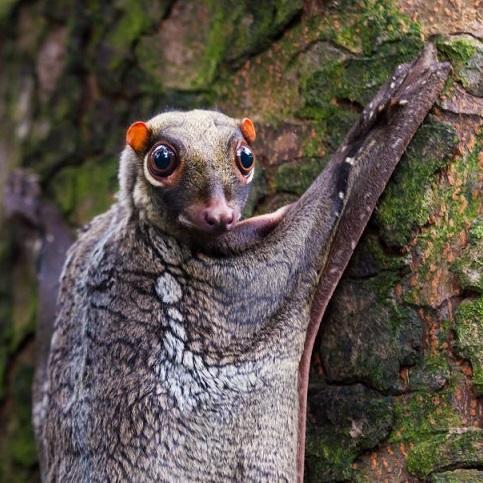 Wildlife of RER: Sunda <b>Flying Lemur</b>